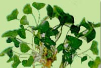 Centella Asiatica