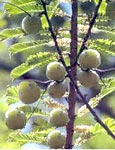 Emblica Officinalis